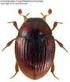 Chrząszcze (Coleoptera) Śląska Dolnego i Górnego dotychczasowy stan poznania oraz nowe dane faunistyczne: kałużnicowate (Hydrophilidae)