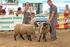 Czarnogłówka rodzima mięsna rasa owiec perspektywy hodowli