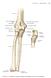 RYCINA 3-1 Anatomia kości stawu łokciowego i przedramienia widok od strony dłoniowej.