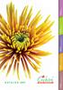 katalog 2017 ODMIANY ODMIANY ODMIANY ODMIANY ODMIANY cięte gałązkowe cięte na jeden kwiat doniczkowe drobnokwiatowe doniczkowe średniokwiatowe