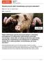 Systemy krycia świń: inseminacja czy krycie naturalne?