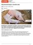 Rola biotechnologii w rozrodzie świń