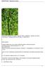 SKRZYP POLNY - (Equisetum arvense)