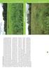 (powierzchnia A); (fot. D. Strząska). Fot. 51. Łąka wilgotna zarastając nawłocią wąskolistną Solidago graminifolia (powierzchnia