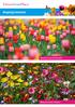 FlowerYourPlace. Eksplozja kolorów. Mieszanki cebul kwiatowych. Mieszanki nasion kwiatów