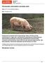 Hormonalne sterowanie rozrodem świń