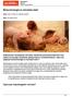 Biotechnologia w rozrodzie świń