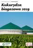 W GRUNCIE NAJLEPSZE Kukurydza biogazowa 2019