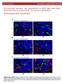 Pro-tumoral immune cell alterations in wild type and Shbdeficient mice in response to 4T1 breast carcinomas